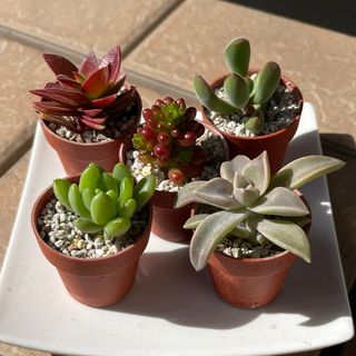 おまとめ中！39SALE！多肉植物^o^ カット苗5種セット(その他)