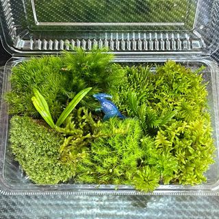 天然苔　こけ　植物詰め合わせ！タマゴケ　ノキシノブ　ヒノキゴケ等 n(その他)