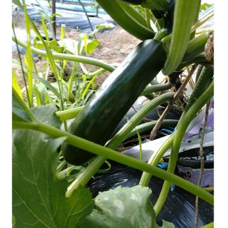 ズッキーニ（グリーン）種　15粒 　無農薬栽培(野菜)