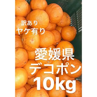 訳あり　愛媛県　デコポン　ヤケ有り　柑橘　10kg(フルーツ)