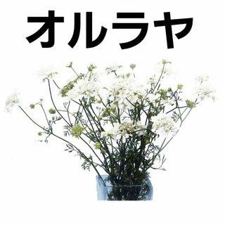  【花の種】オルラヤ　オルレア　ホワイトフィンチ　３０粒　切り花向き(プランター)