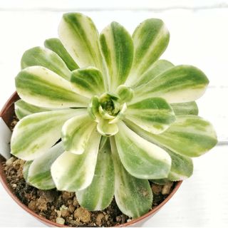 レア多肉植物 斑入りディスキディア エメラルド 抜き苗の通販 by k's レア多肉植物 斑入りディスキディア エメラルド 抜き苗の通販 by k's