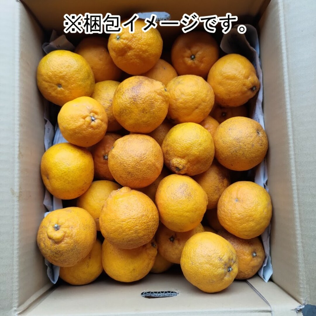 熊本県産 不知火(デコポン) 訳あり箱込み10kg 家庭用 農薬低減 食品/飲料/酒の食品(フルーツ)の商品写真