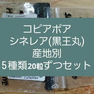 コピアポア　シネレア 黒王丸　5産地 各５粒ずつセット(その他)