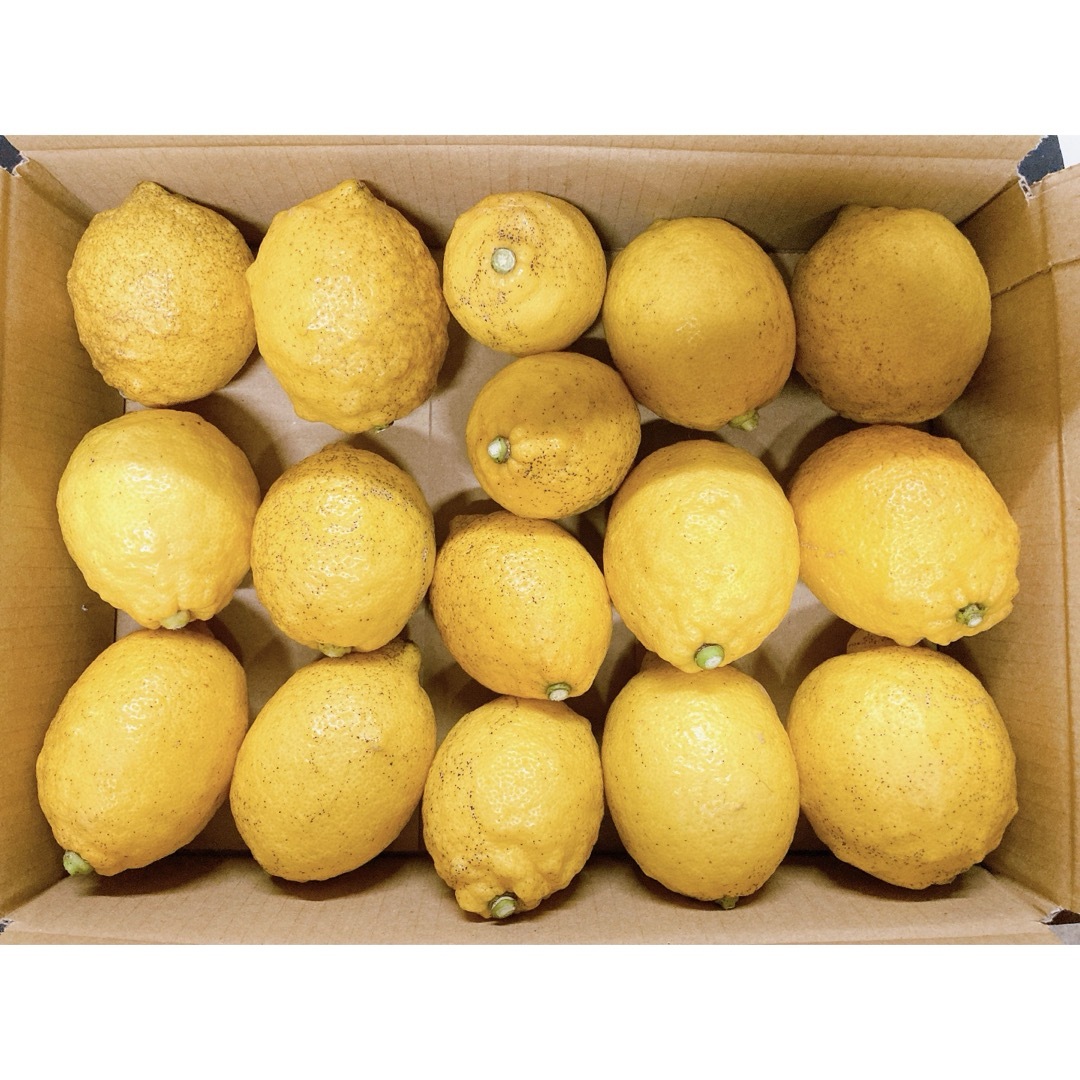 愛媛県産　無農薬　国産　レモン12 食品/飲料/酒の食品(フルーツ)の商品写真