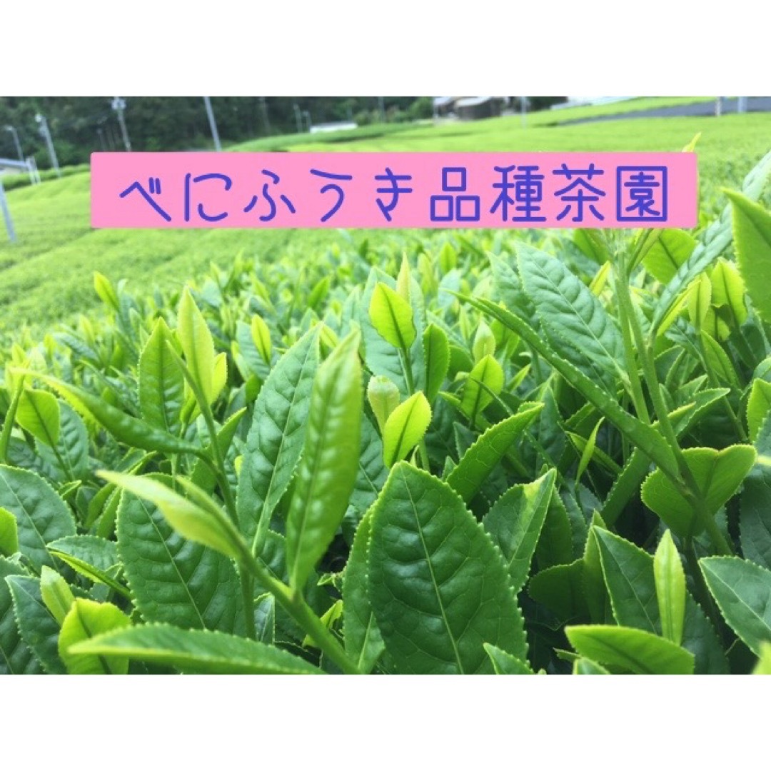 川根茶べにふうき緑茶ティーバッグ5g×15個入×3袋セット 食品/飲料/酒の飲料(茶)の商品写真