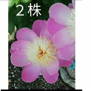 芍薬　ピオニー　ポールオブビューティ２株(その他)