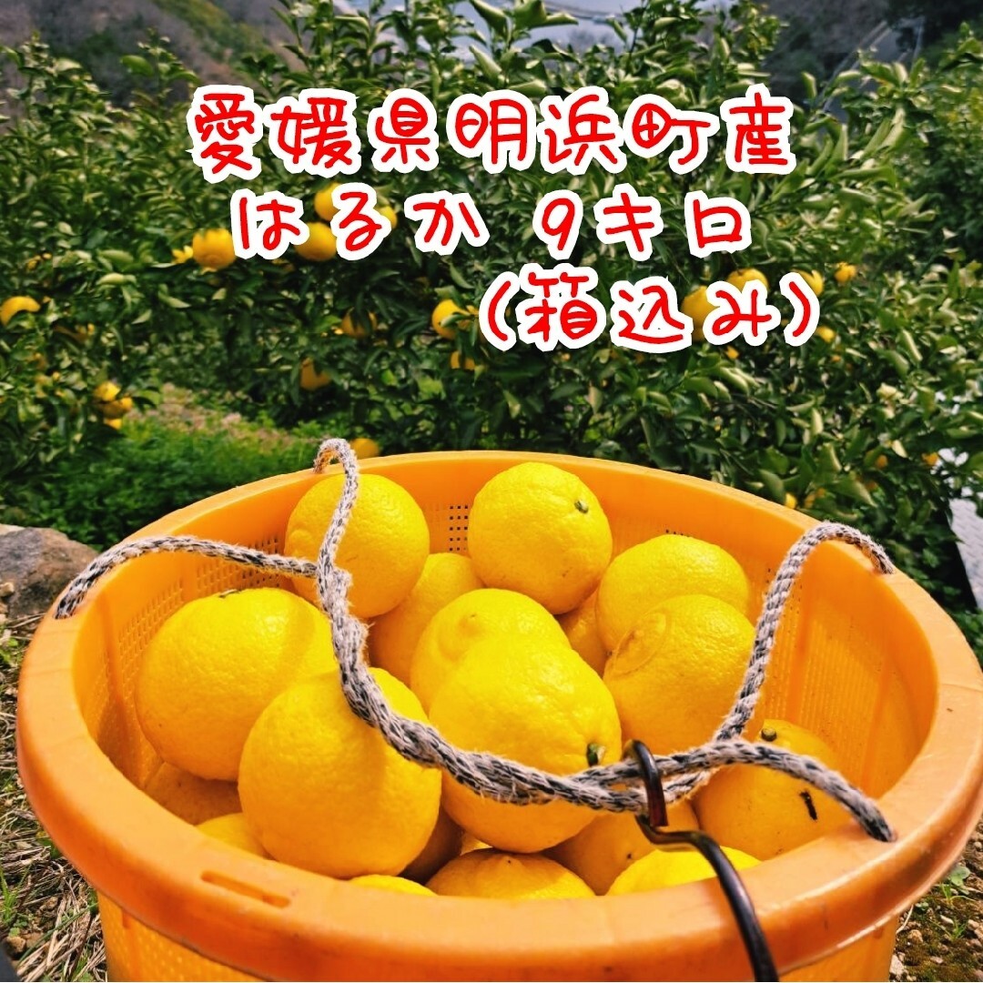 【Mtsu様専用】はるか 9キロ(箱込み) 食品/飲料/酒の食品(フルーツ)の商品写真