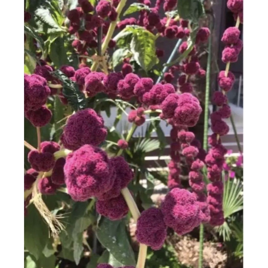 ヒモゲイトウの種子　ピンク&グリーン ハンドメイドのフラワー/ガーデン(その他)の商品写真