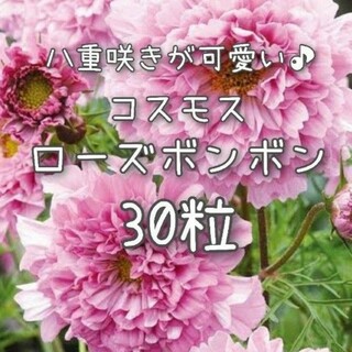 【ローズボンボンのタネ】30粒 種子 種 コスモス 秋桜 切り花にも 花(その他)