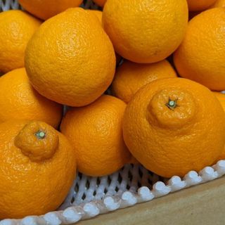 【農家直送】熊本県産　不知火　優品（キズ有り）　5kg　送料込み(フルーツ)