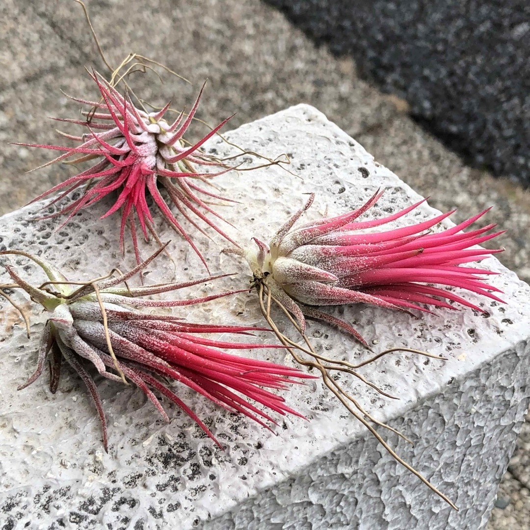 Tillandsia エアプランツ イオナンタ  フエゴ  3株 ハンドメイドのフラワー/ガーデン(プランター)の商品写真