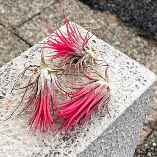 Tillandsia エアプランツ イオナンタ  フエゴ  3株(プランター)