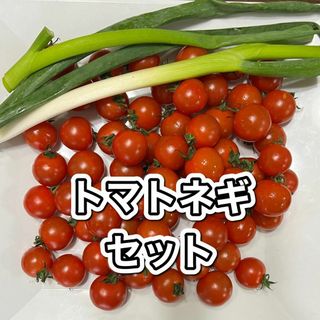 八ヶ岳産 行列ありがとまと850gとネギ1本のセット  味濃いめ！農薬は薄め！(野菜)