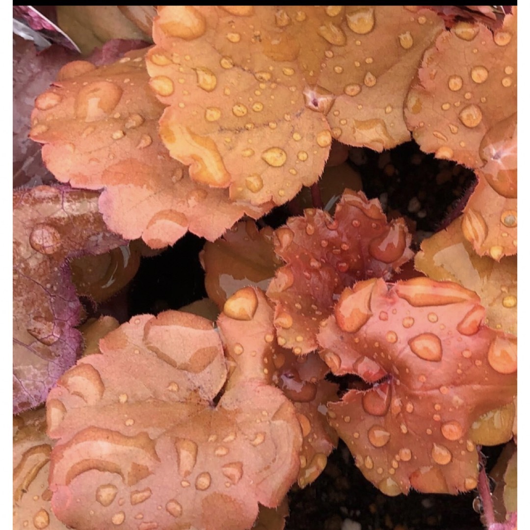 ヒューケラドルチェ　色2色2苗セット　（苗土とポット、またはポットごと梱包） ハンドメイドのフラワー/ガーデン(その他)の商品写真