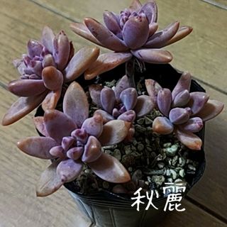 多肉植物【秋麗】抜き苗(その他)