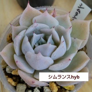 多肉植物　　シムランスhyb　　韓国苗(その他)