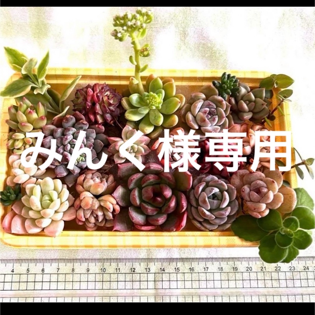 多肉植物 安心の抜き苗♪寄せ植えセットLパック錦＆シャングリラ入り♡① ハンドメイドのフラワー/ガーデン(その他)の商品写真