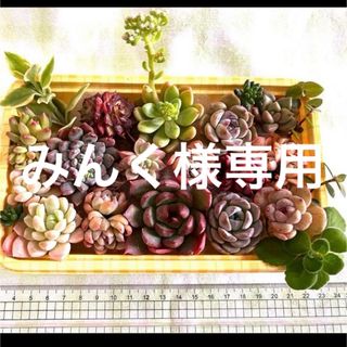 多肉植物 安心の抜き苗♪寄せ植えセットLパック錦＆シャングリラ入り♡①(その他)