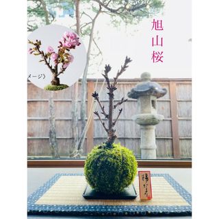 旭山桜の苔玉(その他)