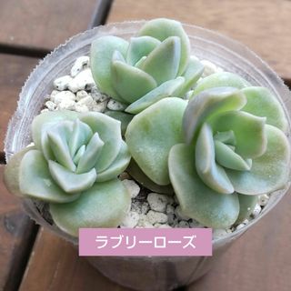 多肉植物　　ラブリーローズ3苗　韓国苗(その他)