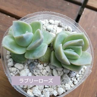 しょんの姉さん様専用    多肉植物　　ラブリーローズ２苗　　韓国苗(その他)