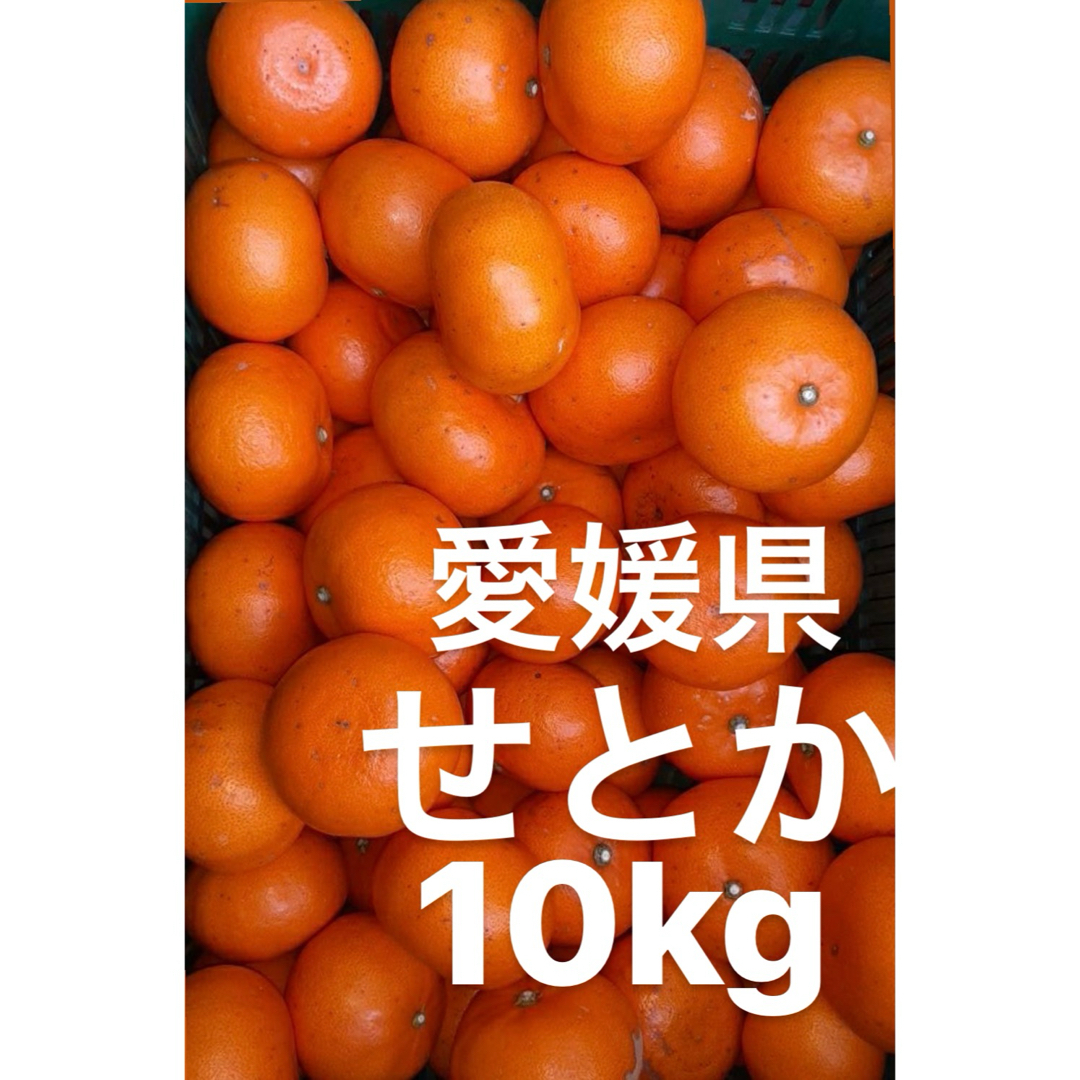 愛媛県産　せとか　柑橘　　10kg 食品/飲料/酒の食品(フルーツ)の商品写真