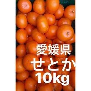 愛媛県産　せとか　柑橘　　10kg(フルーツ)