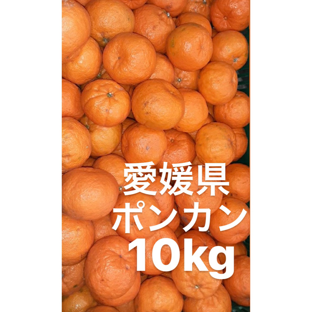 愛媛県産　ポンカン　柑橘　10kg 食品/飲料/酒の食品(フルーツ)の商品写真