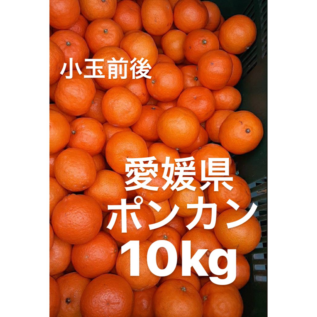 愛媛県産　ポンカン　柑橘　10kg 食品/飲料/酒の食品(フルーツ)の商品写真