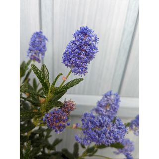 瑠璃色の花が無数に咲く　☘　セアノサス　パシフィックブルー　☘　苗(その他)