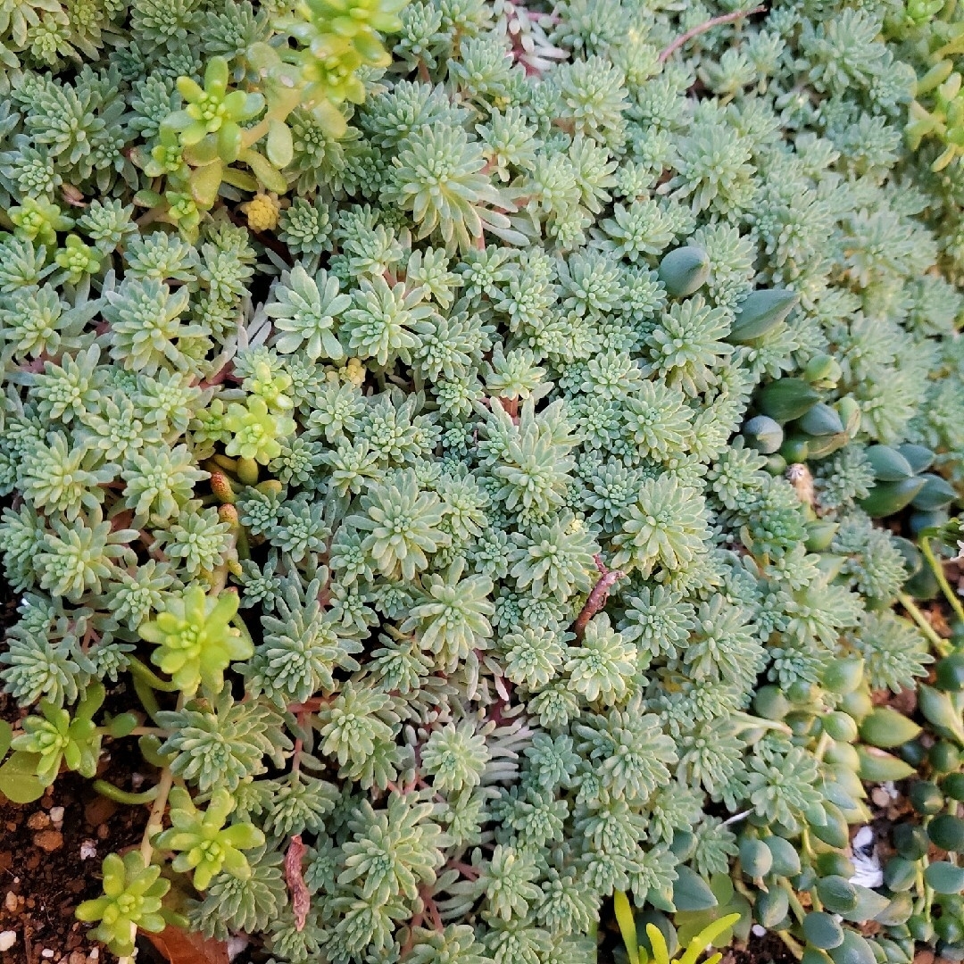 テラ様☆　多肉植物セット ハンドメイドのフラワー/ガーデン(その他)の商品写真