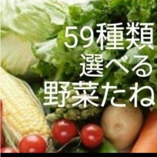 59種類 選べる　種　セット(その他)