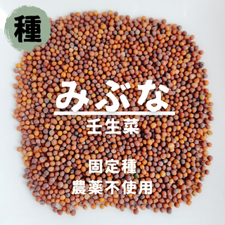 【種】壬生菜　みぶな　無農薬　100粒(野菜)