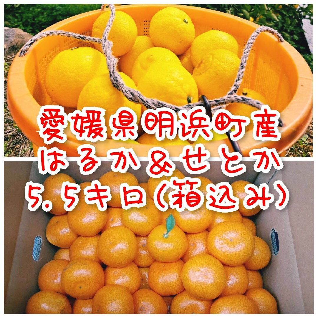 【愛媛県明浜町産】はるか せとか セット 5.5キロ(箱込み) 食品/飲料/酒の食品(フルーツ)の商品写真