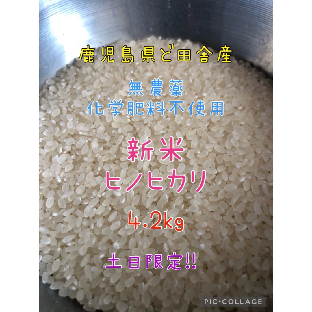 土日限定！鹿児島県ど田舎産  令和5年産 無農薬米ヒノヒカリ 4.2kg♪ 食品/飲料/酒の食品(米/穀物)の商品写真