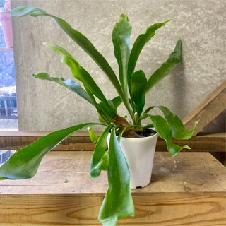 観葉植物　コウモリラン（ビカクシダ）(その他)