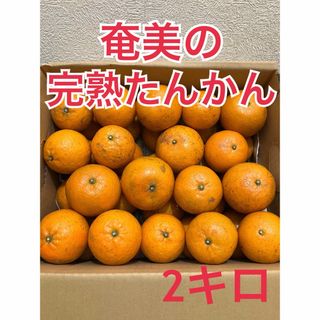 奄美大島産　甘くてジューシー！完熟たんかん　無農薬(フルーツ)