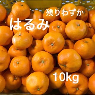 和歌山県産はるみ　10kg(残りわずか)(フルーツ)