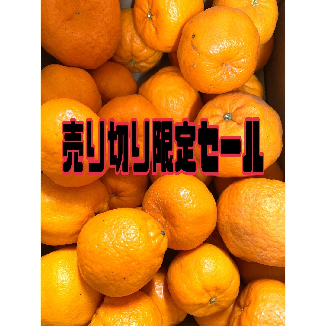 三重県熊野産ポンカン 食品/飲料/酒の食品(フルーツ)の商品写真