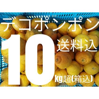 デコポン10kg箱込訳有(フルーツ)