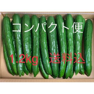 群馬県産  朝採り  新鮮  ハウス栽培 きゅうり1.2㎏送料込  日付指定不可(野菜)