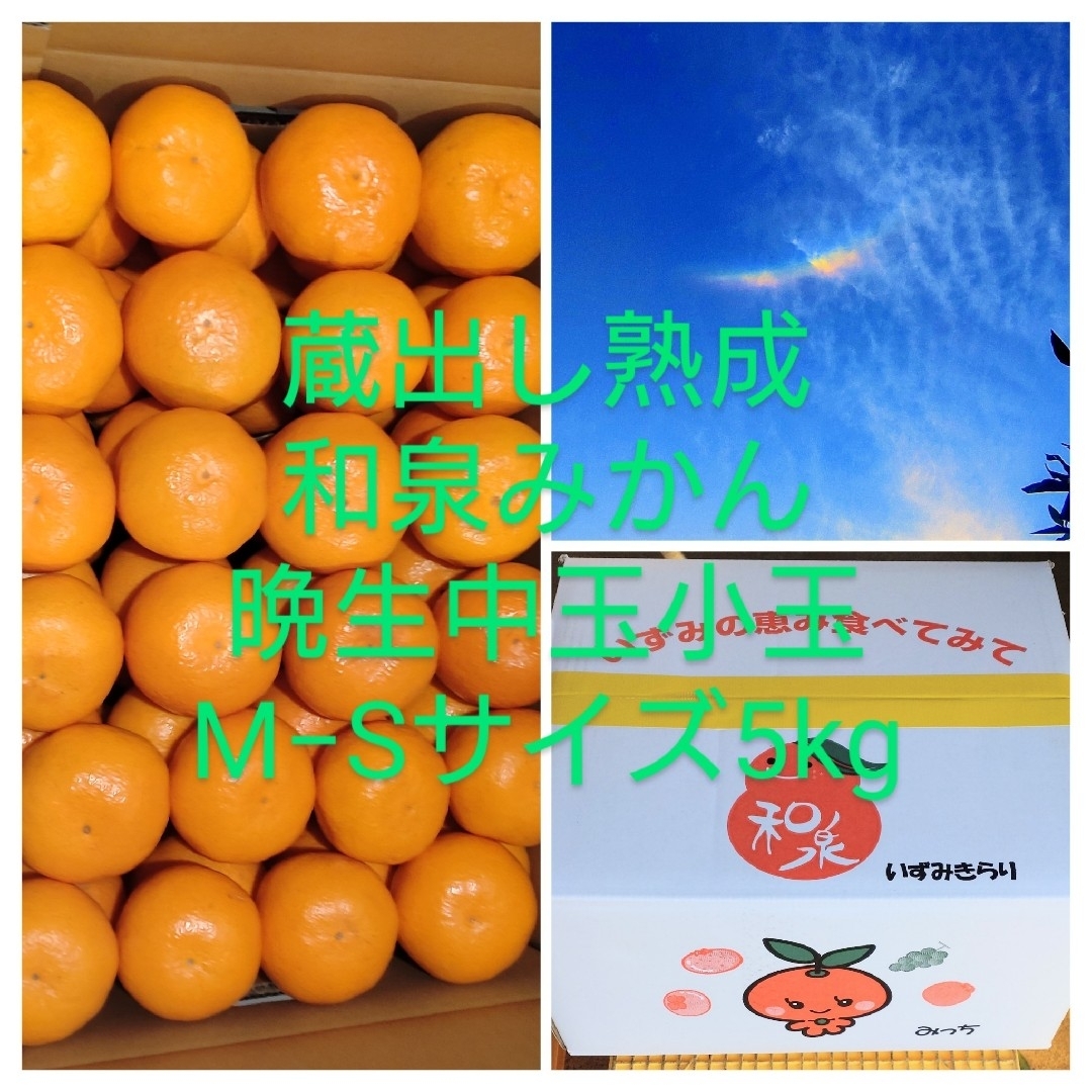 蔵出し熟成和泉みかん中玉小玉5kg 食品/飲料/酒の食品(フルーツ)の商品写真