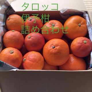 タロッコ　伊予柑　詰め合わせ　箱込み約3kg(フルーツ)