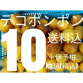 送料込み！不知火 10kg大きさMIX訳有伊予柑少々(フルーツ)