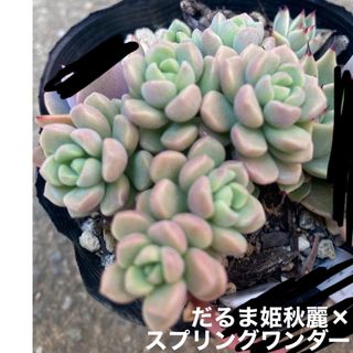 多肉植物　だるま姫秋麗✖️スプリングワンダー(その他)