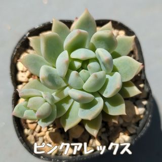 多肉植物　ピンクアレックス　抜き苗(その他)