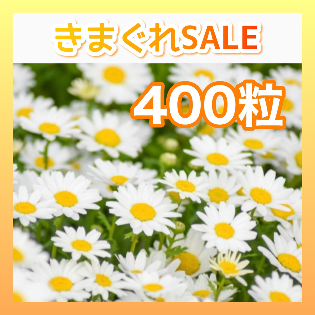 花の種　ノースポール（クリサンセマム）　きまぐれSALE ハンドメイドのフラワー/ガーデン(その他)の商品写真