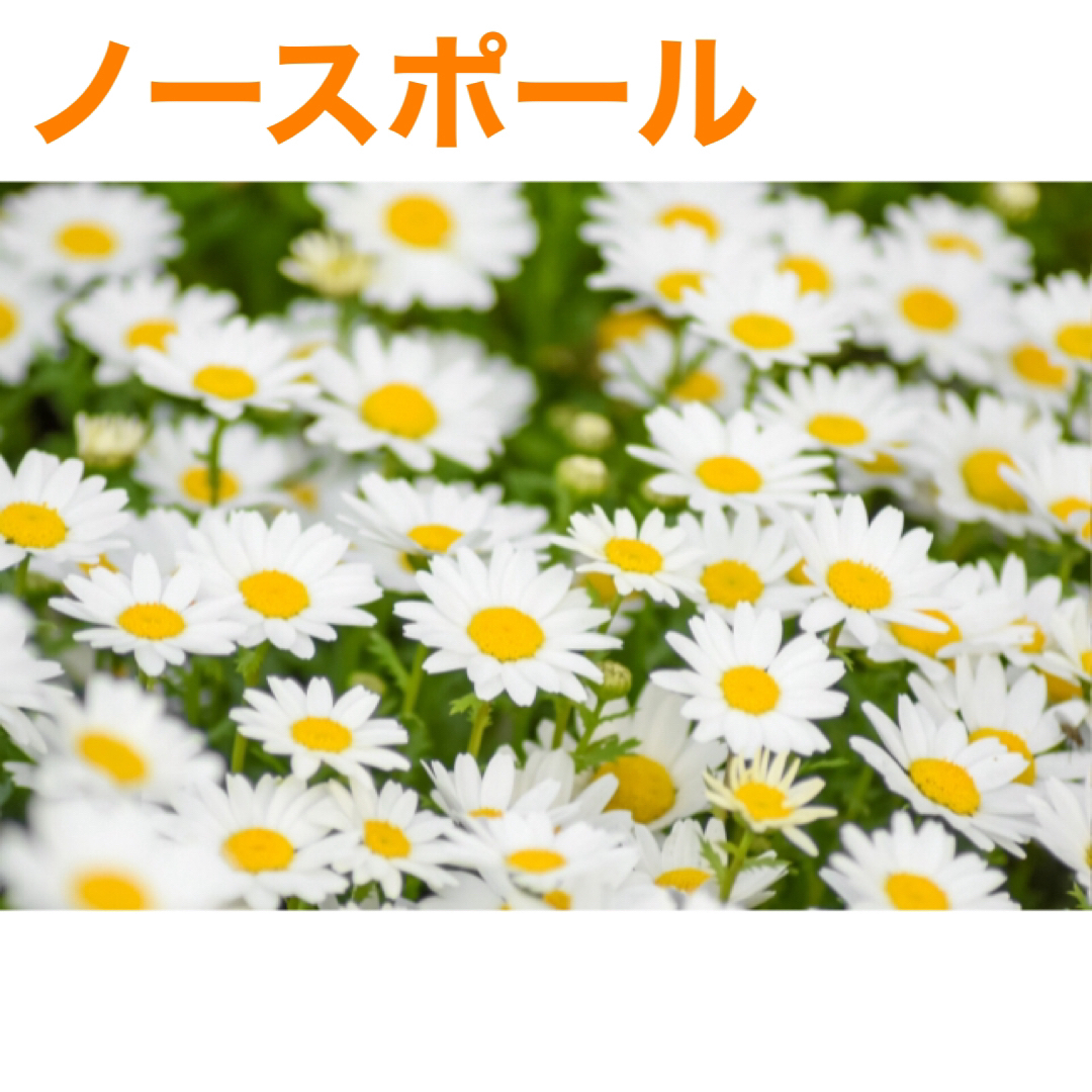 花の種　ノースポール（クリサンセマム）　きまぐれSALE ハンドメイドのフラワー/ガーデン(その他)の商品写真