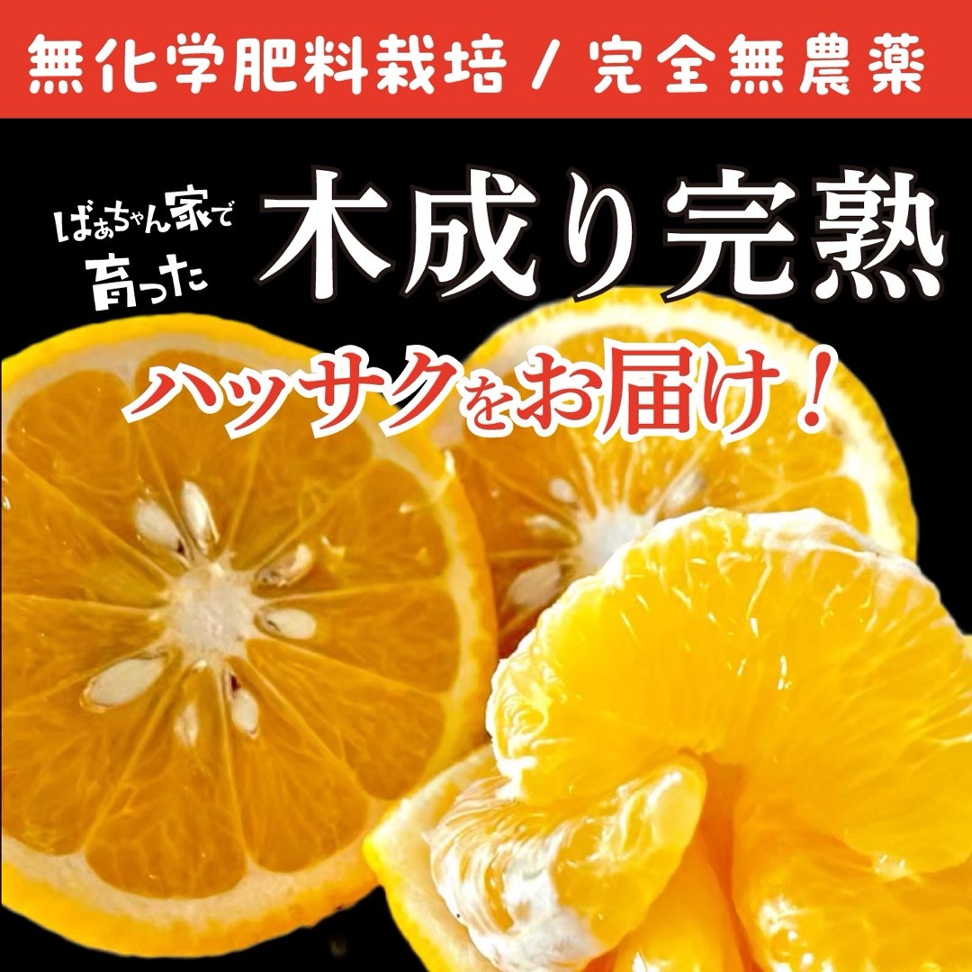 【送料込み】無農薬 八朔 自然栽培 家庭用  食品/飲料/酒の食品(フルーツ)の商品写真